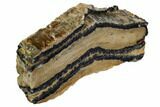 Mammoth Molar Slice With Case - South Carolina #106493-2